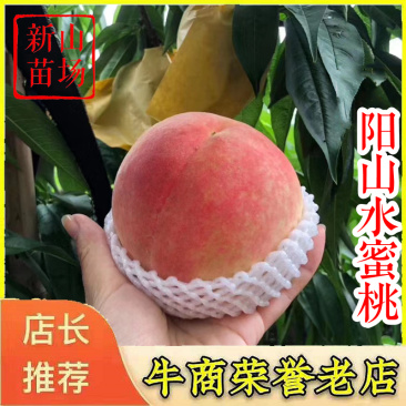 阳山水蜜桃苗白凤湖景蜜露水蜜桃树苗经典品种
