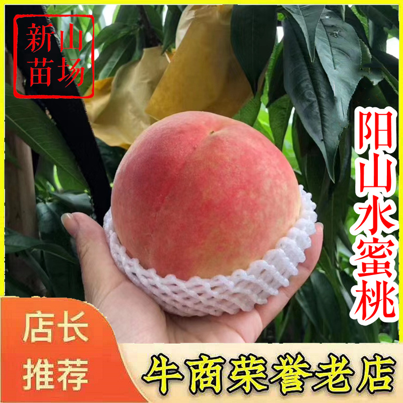 阳山水蜜桃苗白凤湖景蜜露水蜜桃树苗经典品种
