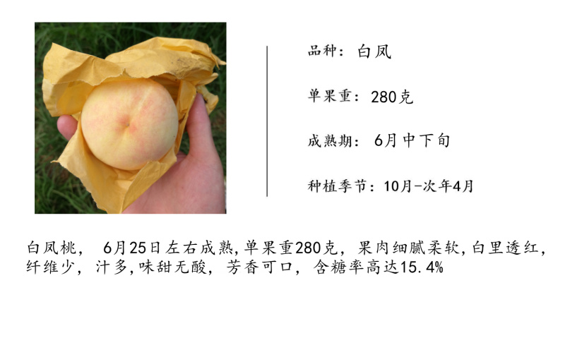 阳山水蜜桃苗白凤湖景蜜露水蜜桃树苗经典品种