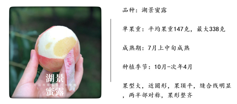 阳山水蜜桃苗白凤湖景蜜露水蜜桃树苗经典品种