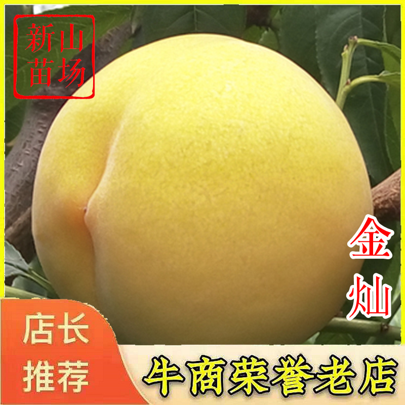 金灿黄桃苗早熟黄桃树苗锦园桃子苗新品种韩国黄桃苗
