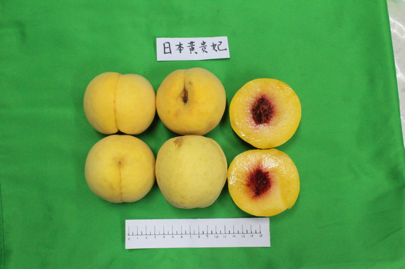 黄贵妃桃苗黄金蜜4号锦花日本皇贵妃黄桃树苗新品种