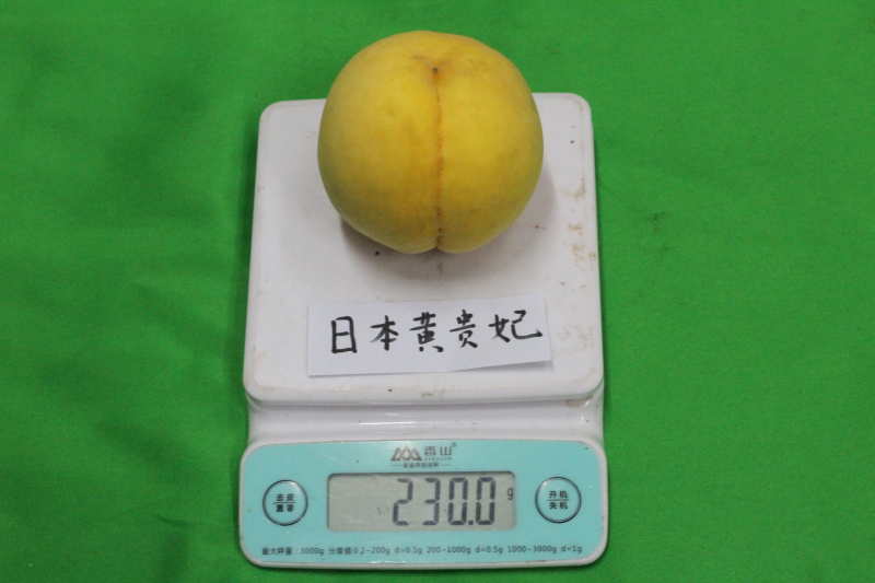 黄贵妃桃苗黄金蜜4号锦花日本皇贵妃黄桃树苗新品种