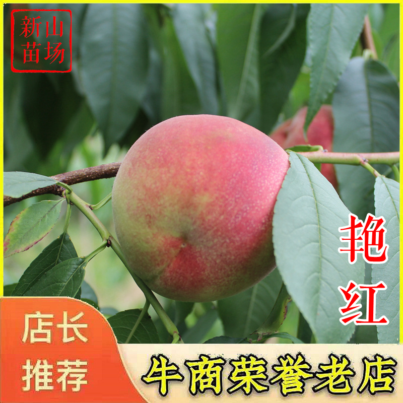 艳红桃苗燕红晚熟桃苗秋彤秋雪硬脆桃桃树苗
