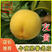 日本友黄桃苗黄金蜜黄日川早熟黄桃苗新品种