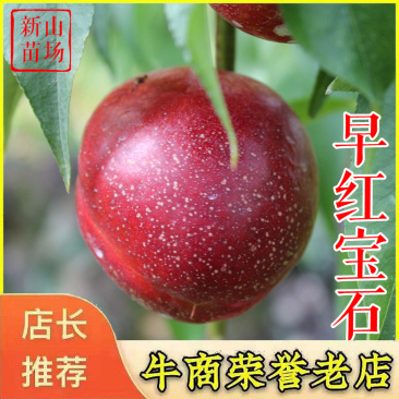 早红宝石油桃苗中油金冠中油金瑞黄心黄肉油桃树苗