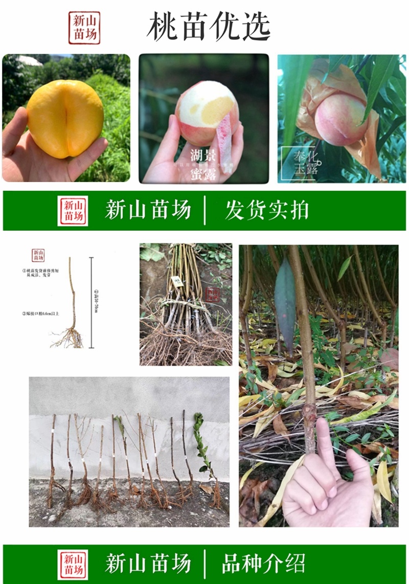 早红宝石油桃苗中油金冠中油金瑞黄心黄肉油桃树苗