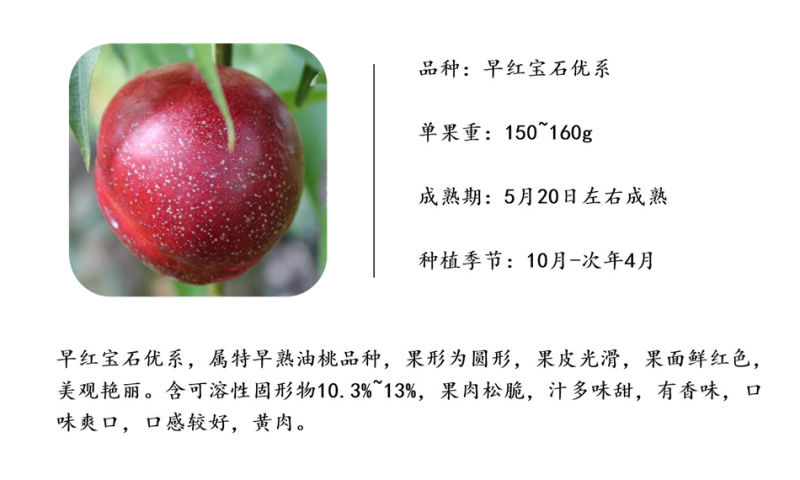 早红宝石油桃苗中油金冠中油金瑞黄心黄肉油桃树苗