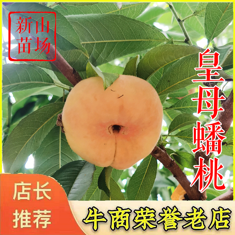 皇母蟠桃苗吕巷镇上海金山蟠桃树苗银河蟠桃苗