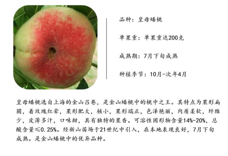 皇母蟠桃苗吕巷镇上海金山蟠桃树苗银河蟠桃苗