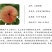 玉露蟠桃苗上海金山蟠桃树苗吕巷镇白肉蟠桃苗