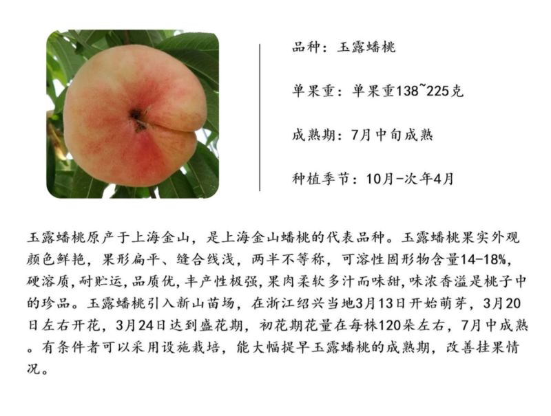 玉露蟠桃苗上海金山蟠桃树苗吕巷镇白肉蟠桃苗