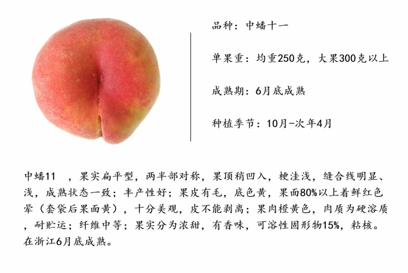 中蟠11中蟠十一号中蟠21黄心黄肉蟠桃树苗新品种