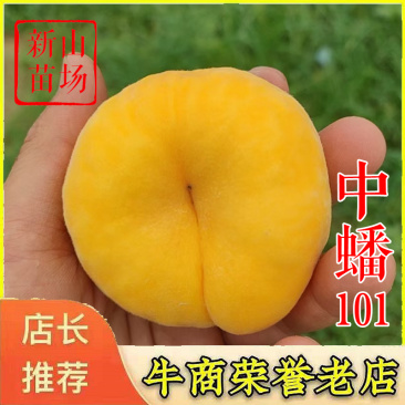 中蟠101号桃苗中蟠15中蟠13号早熟黄蟠桃树苗
