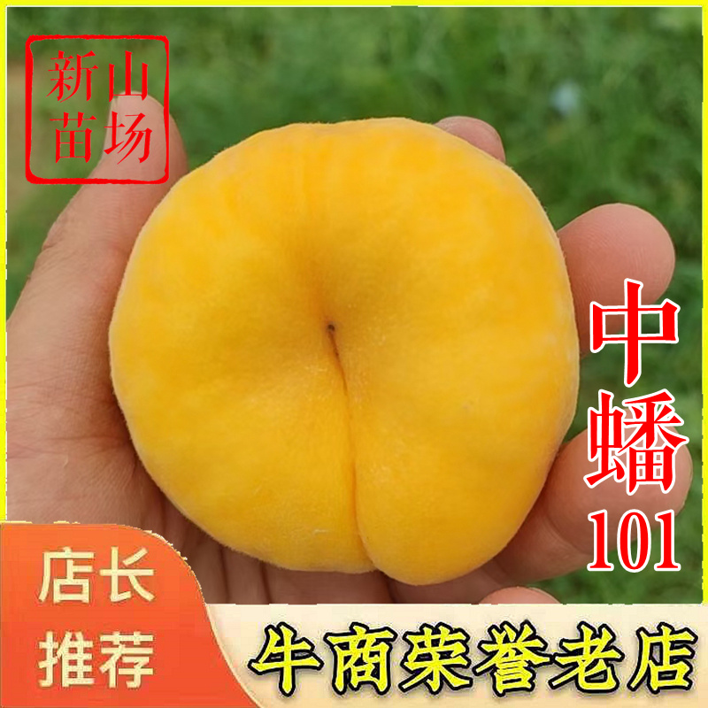 中蟠101号桃苗中蟠15中蟠13号早熟黄蟠桃树苗