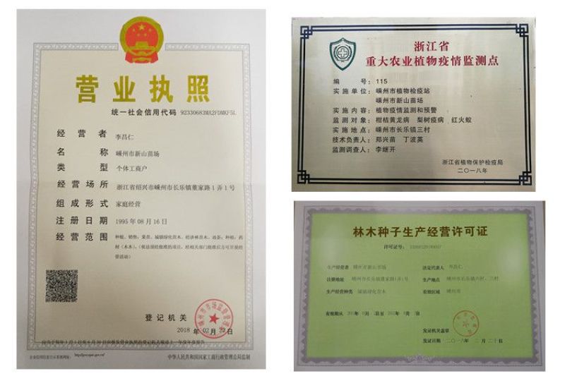 中蟠101号桃苗中蟠15中蟠13号早熟黄蟠桃树苗