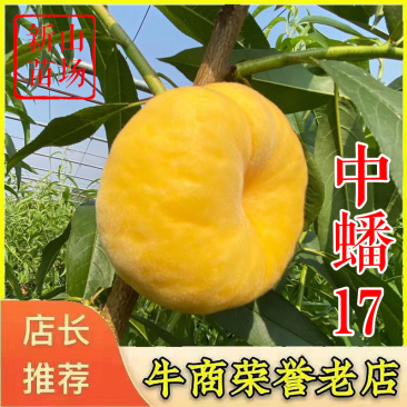中蟠17中蟠十七号桃树苗晚熟黄心黄蟠桃苗新品种