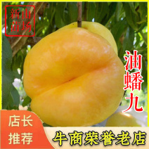 油蟠7-7号黄金油蟠9号桃苗新品种黄油蟠桃树苗