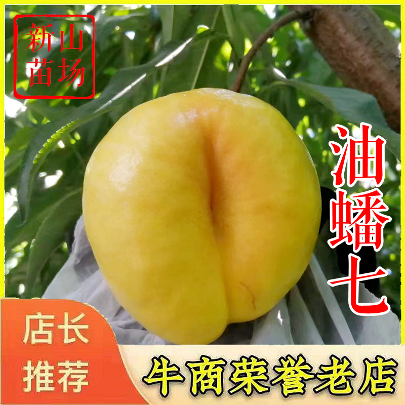 油蟠7中油蟠七号桃树苗新品种黄肉黄金油蟠桃苗