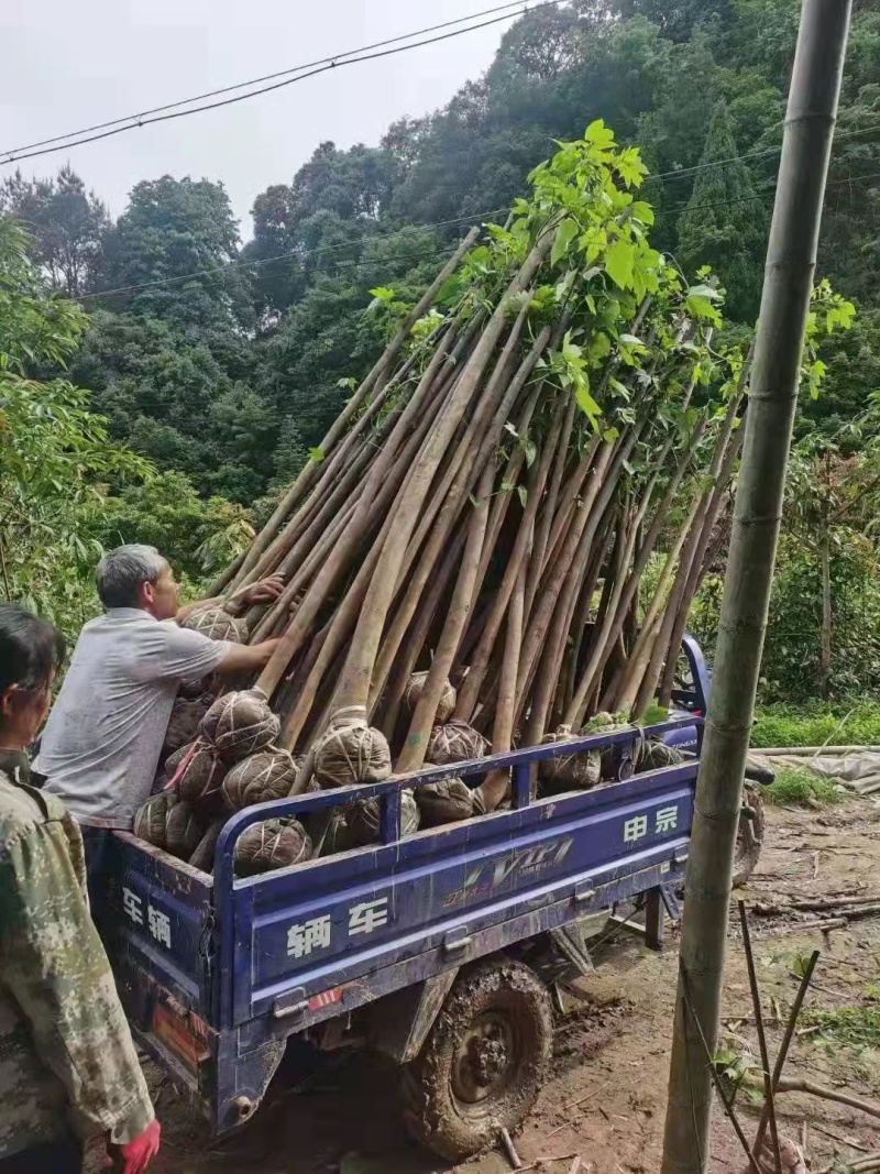 大量热销油桐苗1公分油桐树10公分油桐树