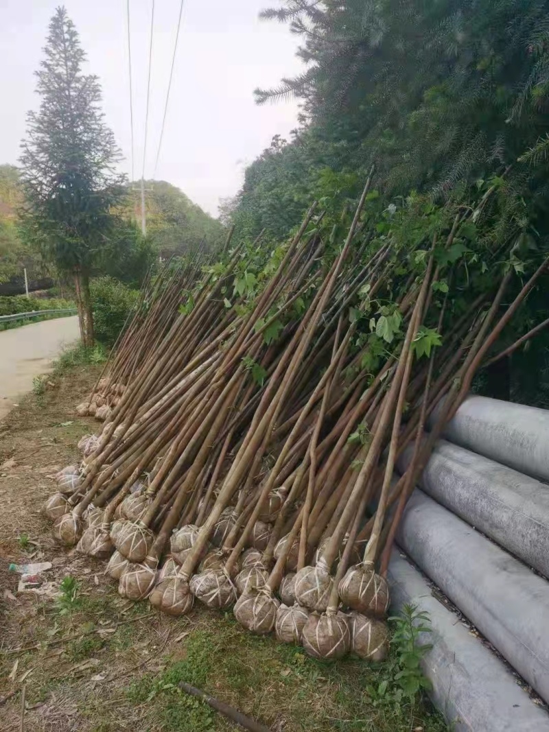 大量热销油桐苗1公分油桐树10公分油桐树