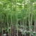大量热销油桐苗1公分油桐树10公分油桐树