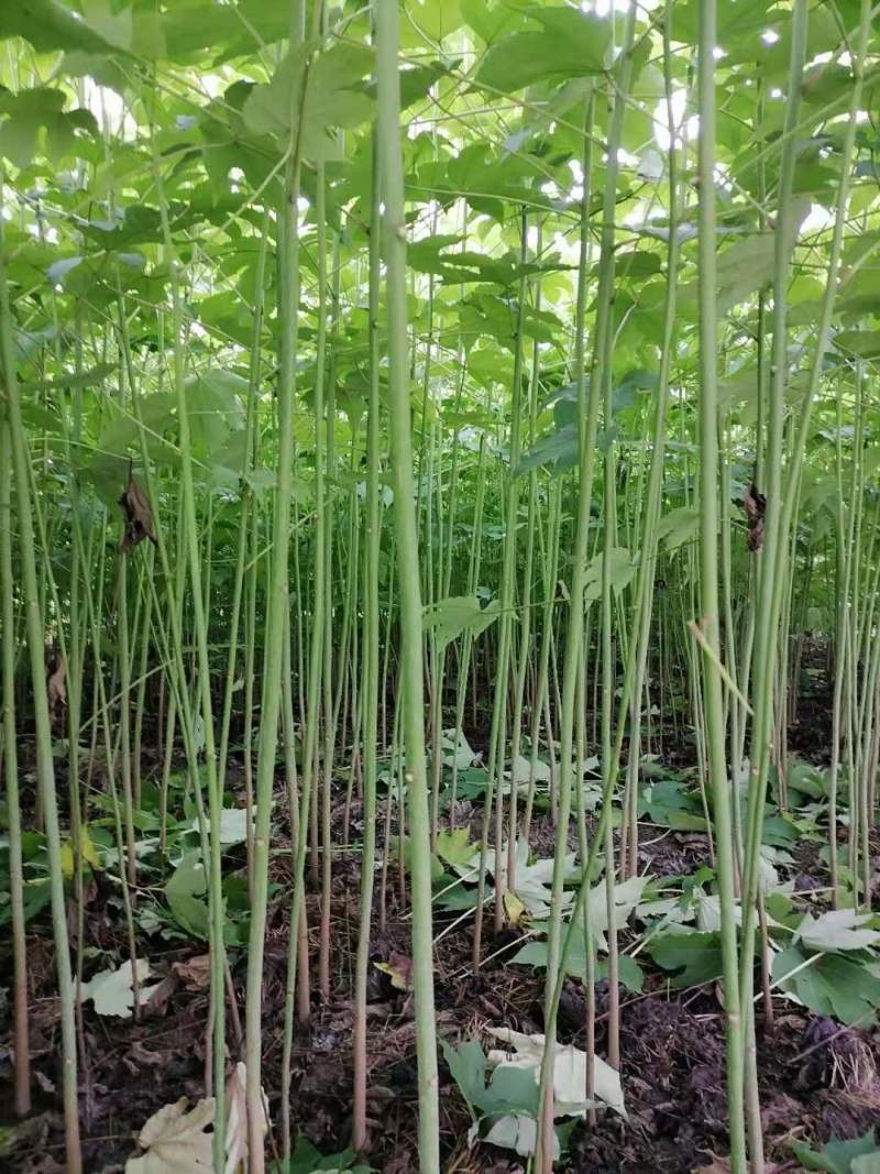 大量热销油桐苗1公分油桐树10公分油桐树