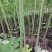 大量热销油桐苗1公分油桐树10公分油桐树