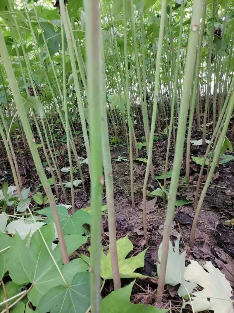 大量热销油桐苗1公分油桐树10公分油桐树