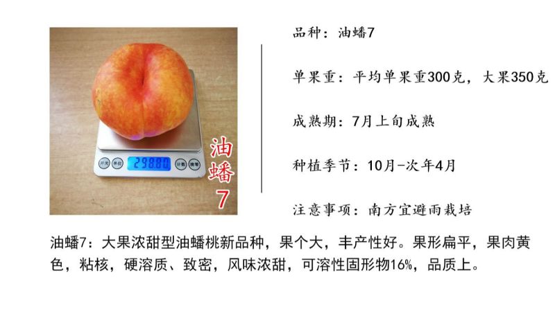 油蟠7中油蟠七号桃树苗新品种黄肉黄金油蟠桃苗
