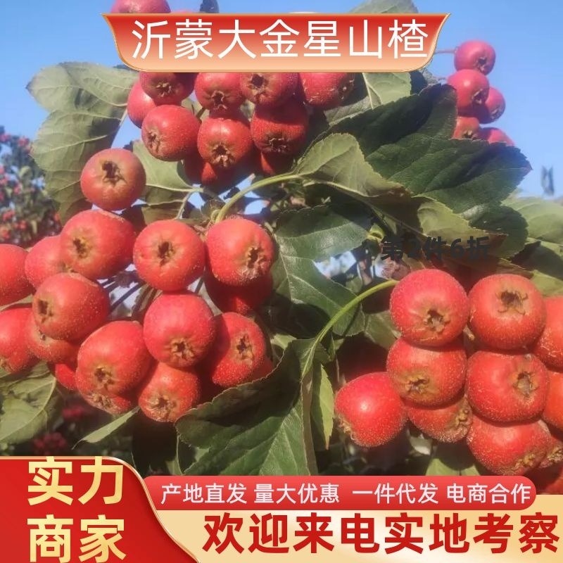 【推荐】沂蒙山楂山东山楂精品果酸甜可口产地直发欢迎咨询