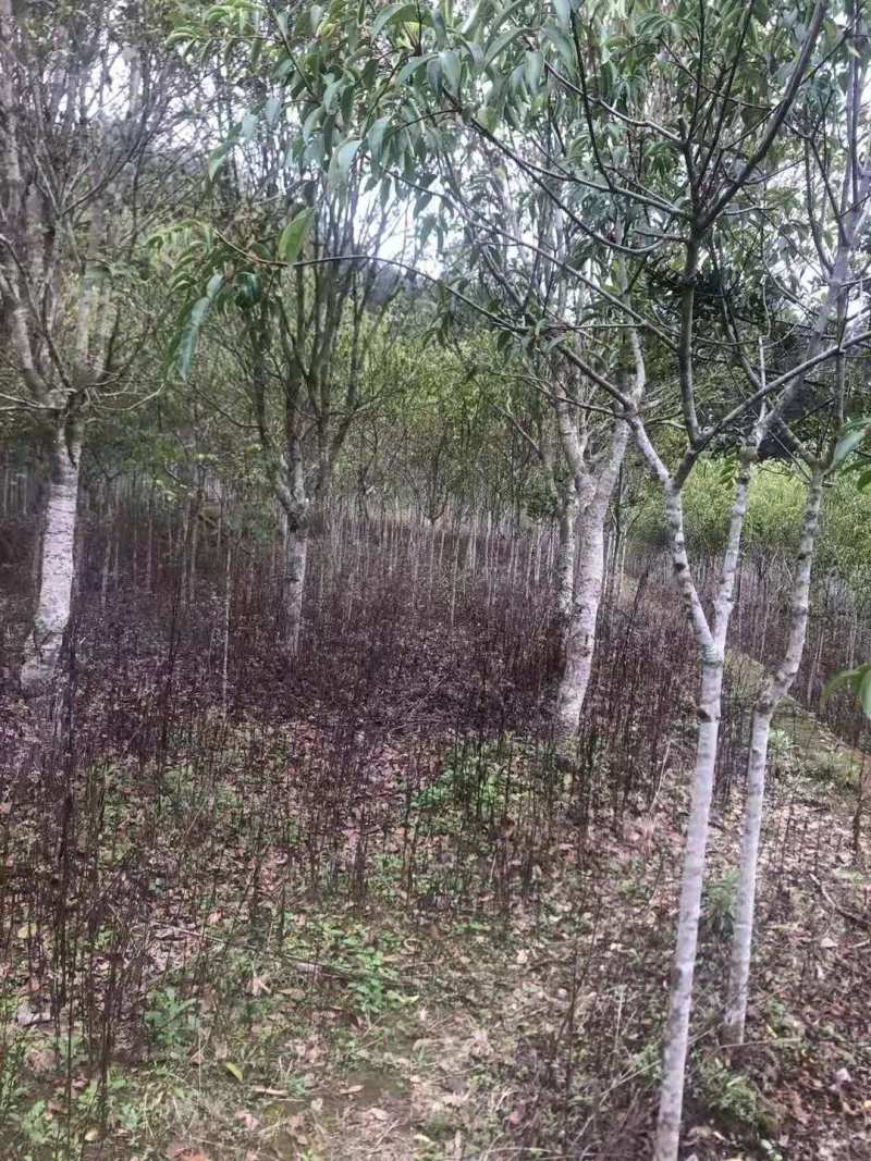 福建野鸭椿苗5公分野鸭椿2公分规格齐全