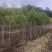 福建野鸭椿苗5公分野鸭椿2公分规格齐全
