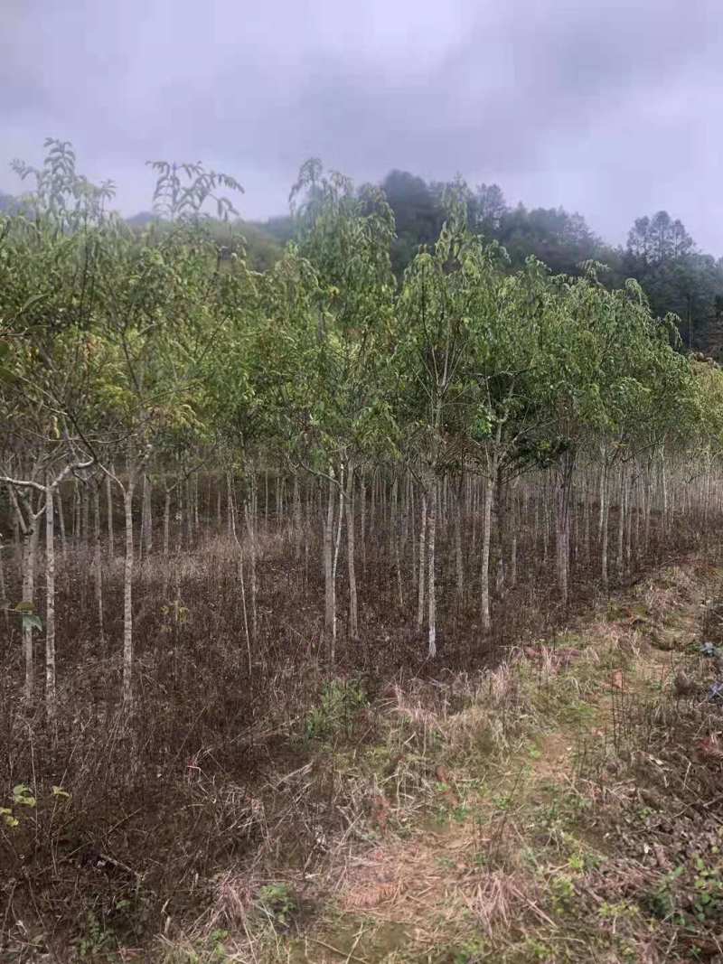 福建野鸭椿苗5公分野鸭椿2公分规格齐全