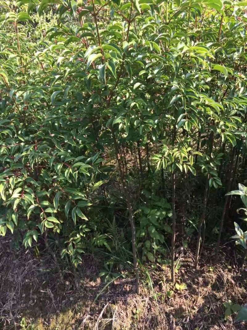 福建野鸭椿苗5公分野鸭椿2公分规格齐全