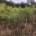 优质货源野鸭椿2公分野鸭椿6公分野鸭椿15公分