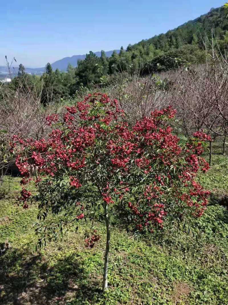 优质货源野鸭椿2公分野鸭椿6公分野鸭椿15公分