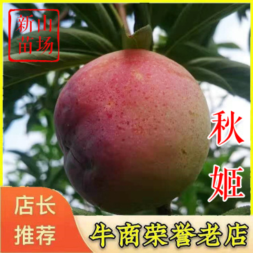 秋姬李苗秋姬李子苗千卫红红宝石日本晚熟李子树苗