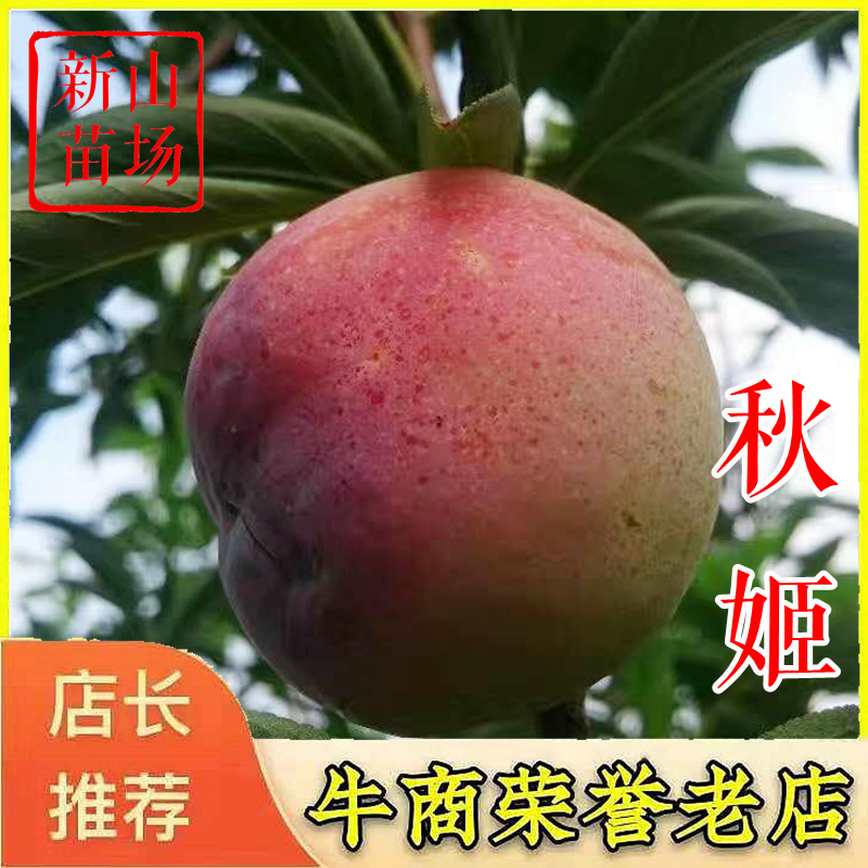 秋姬李苗秋姬李子苗千卫红红宝石日本晚熟李子树苗