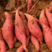 辽宁省凌海市红薯大量上市，欢迎全国客商实地考察验货