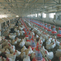 12穴鸡用产蛋箱母鸡用产蛋房产蛋箱专业生产厂家