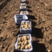 辽宁省凌海市荷兰七土豆大量上市中需要的老板前来采购