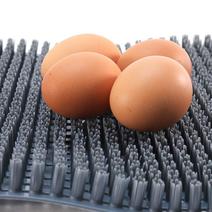 优质产蛋箱草垫自动产蛋箱草垫子塑料草垫规格图片