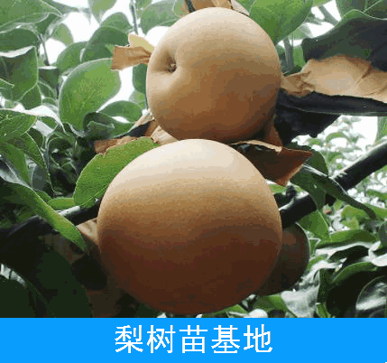 晚秋黄梨树苗@个头大产量高两年可挂果河南梨树苗