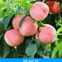 毛桃树苗嫁接成品苗0.8-3公分多都有品种齐全