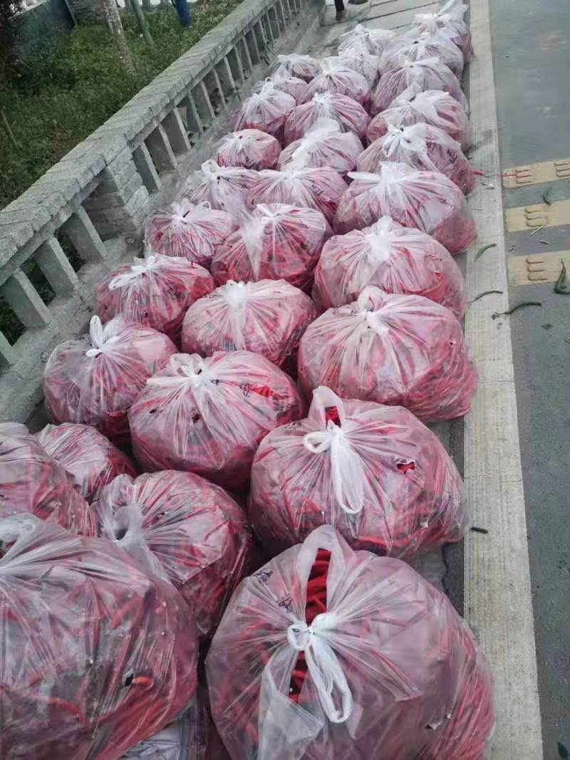 红辣椒红线椒陇南产地直发新鲜辣椒品质保证欢迎联系