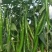 甘肃线椒鲜辣椒甘肃种植基地物鲜辣椒质美价廉保质保量