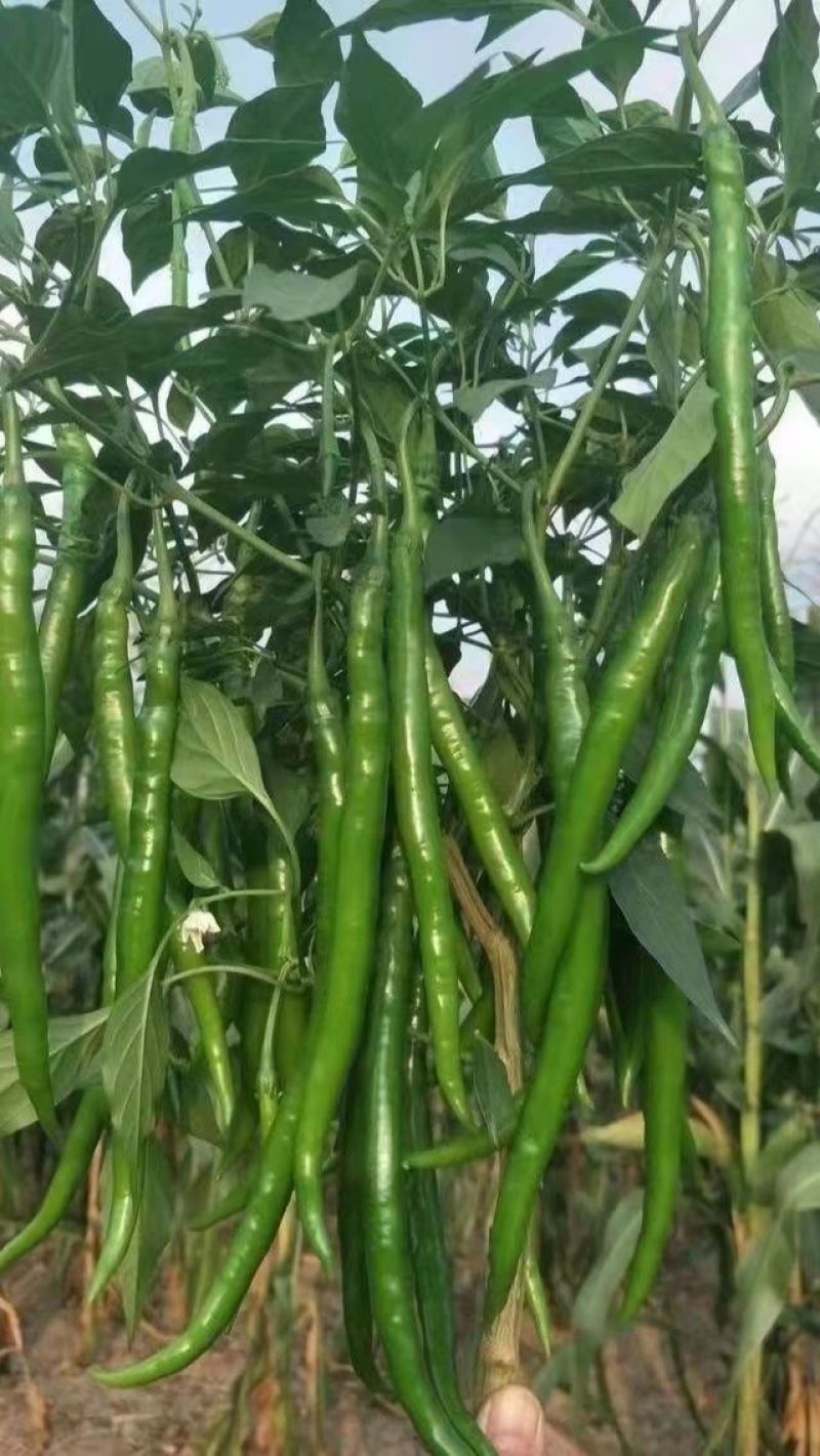 甘肃线椒鲜辣椒甘肃种植基地物鲜辣椒质美价廉保质保量