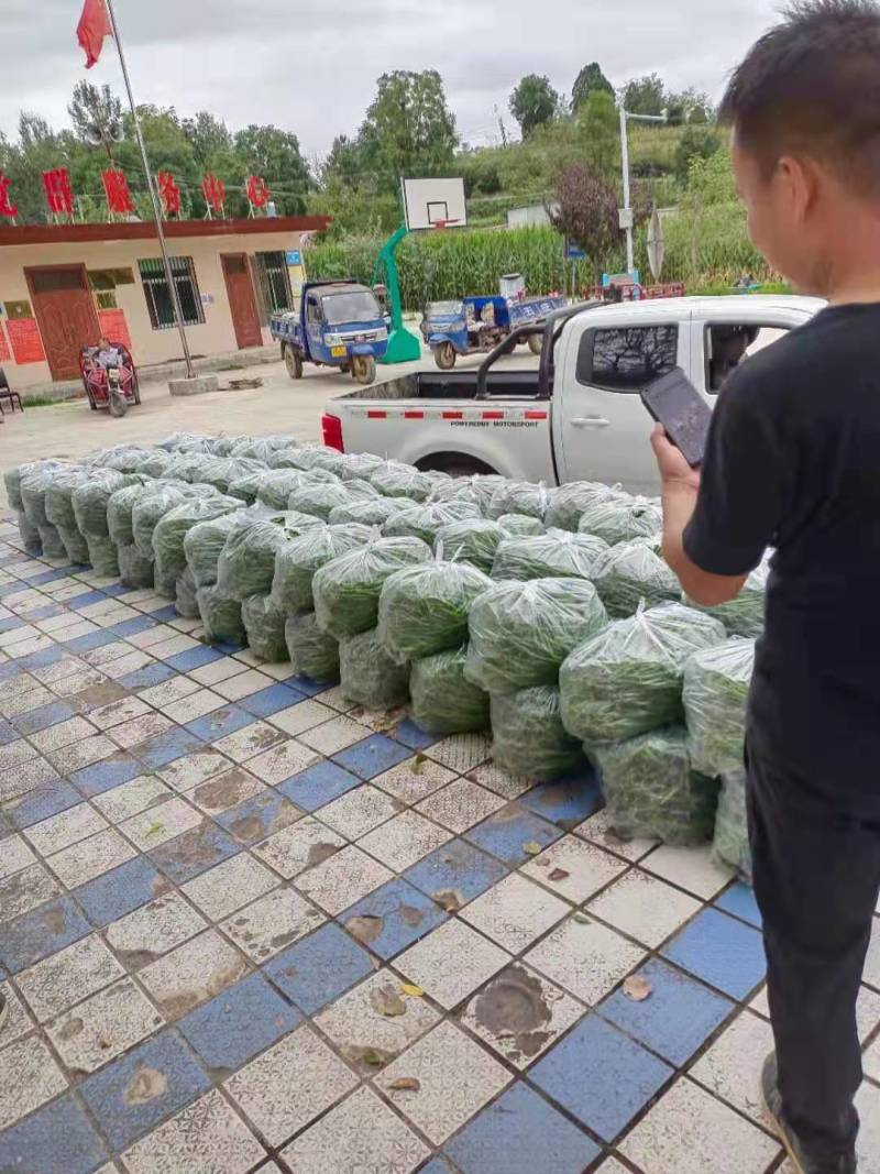 甘肃线椒鲜辣椒甘肃种植基地物鲜辣椒质美价廉保质保量
