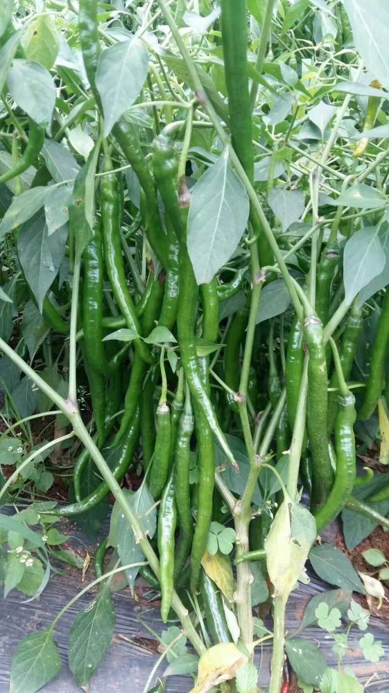 甘肃线椒鲜辣椒甘肃种植基地物鲜辣椒质美价廉保质保量